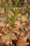 Moroccan toadflax